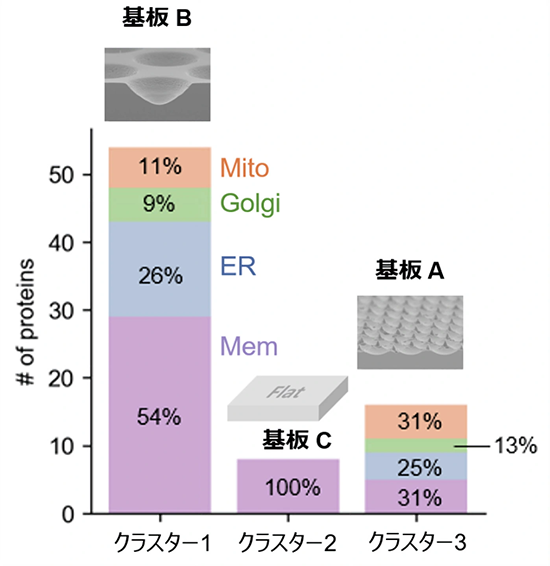 図4. 各クラスターに分類されたタンパク質群の細胞内での局在