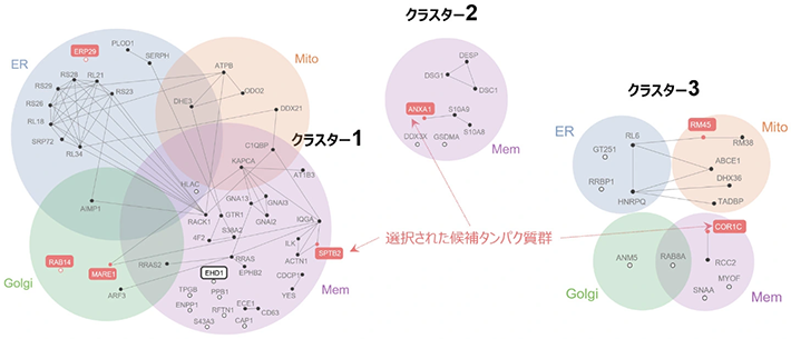 図5. タンパク質間相互作用ネットワークによる優先順位付け。赤色で示したのが最終的に選定された候補タンパク質群。