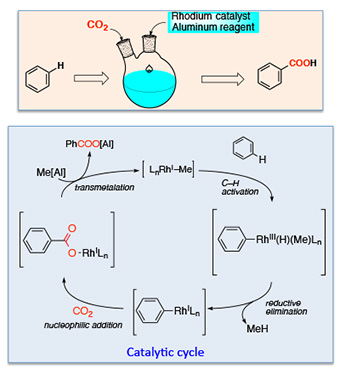 Synthesis of benzoic acid from benzene and CO<sub>2</sub> utilizing rhodium catalyst
