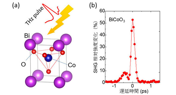 （a）極性構造を持つ酸化物セラミックスBiCoO3の結晶構造の模式図。（b）テラヘルツ電磁波を照射したときの試料から発生する第二次高調波（SHG）発生強度の増強の様子。