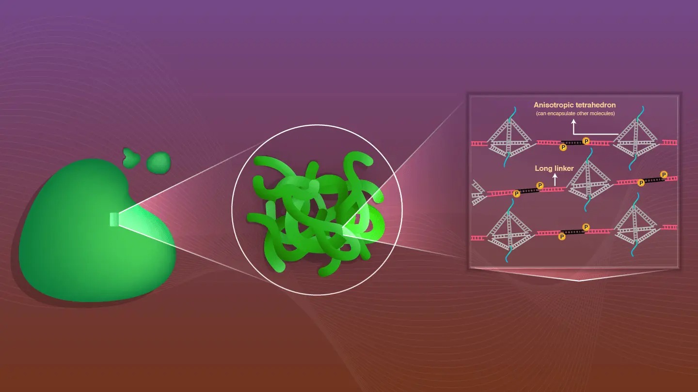 Designing DNA nanostructures to create deformable and controllable biomolecular condensates