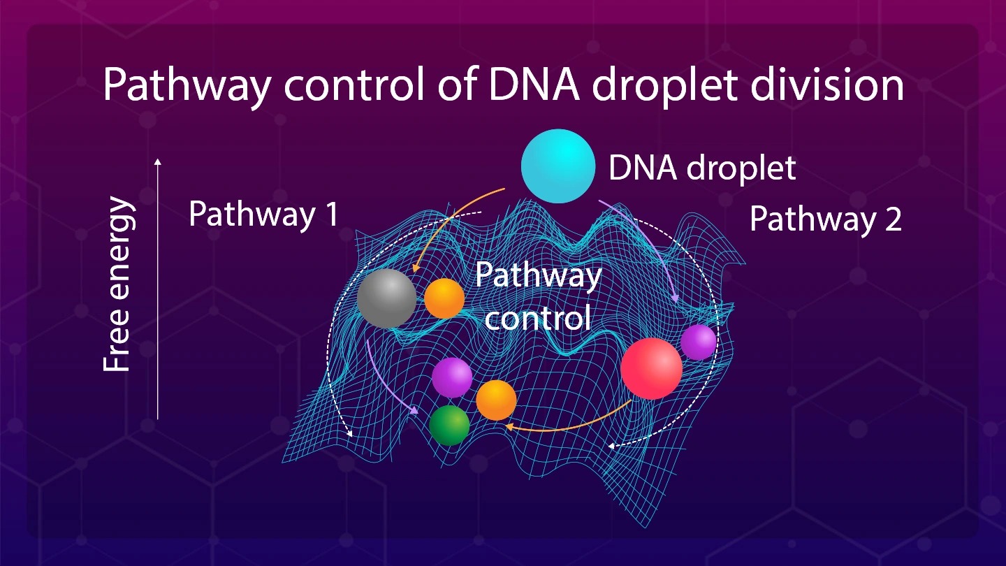 Achieving Precise Timing for DNA Droplet Division: A Step Towards Artificial Cells