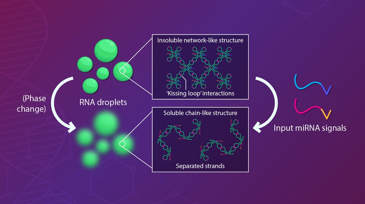 Untapped Power: Logical Operations Using RNA Droplets