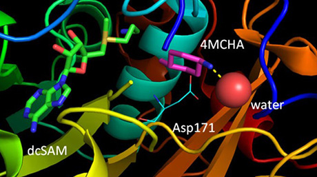Discovering potential therapeutic protein inhibitors for Chagas disease through computational drug discovery and in vitro enzyme assays