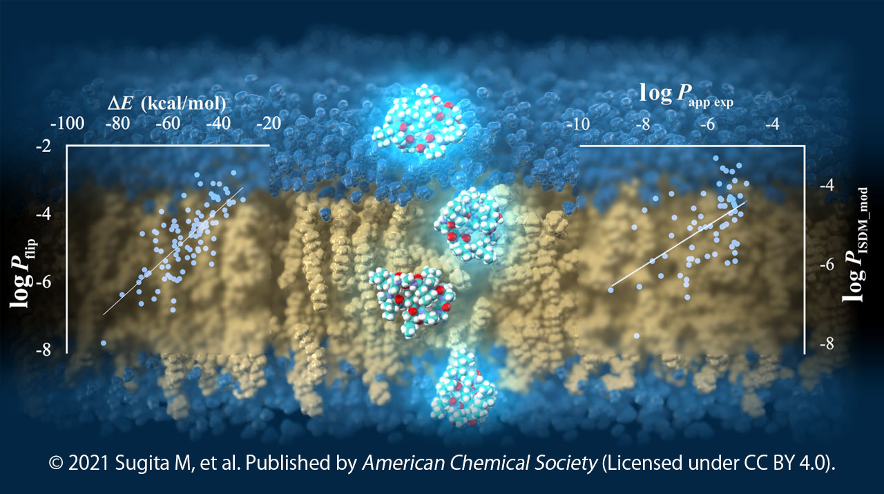 TSUBAME supercomputer predicts cell-membrane permeability of cyclic peptides