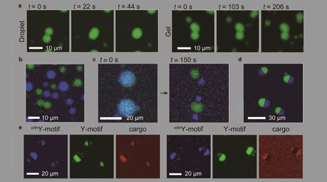 Designing DNA From Scratch: Engineering the Functions of Micrometer-Sized DNA Droplets