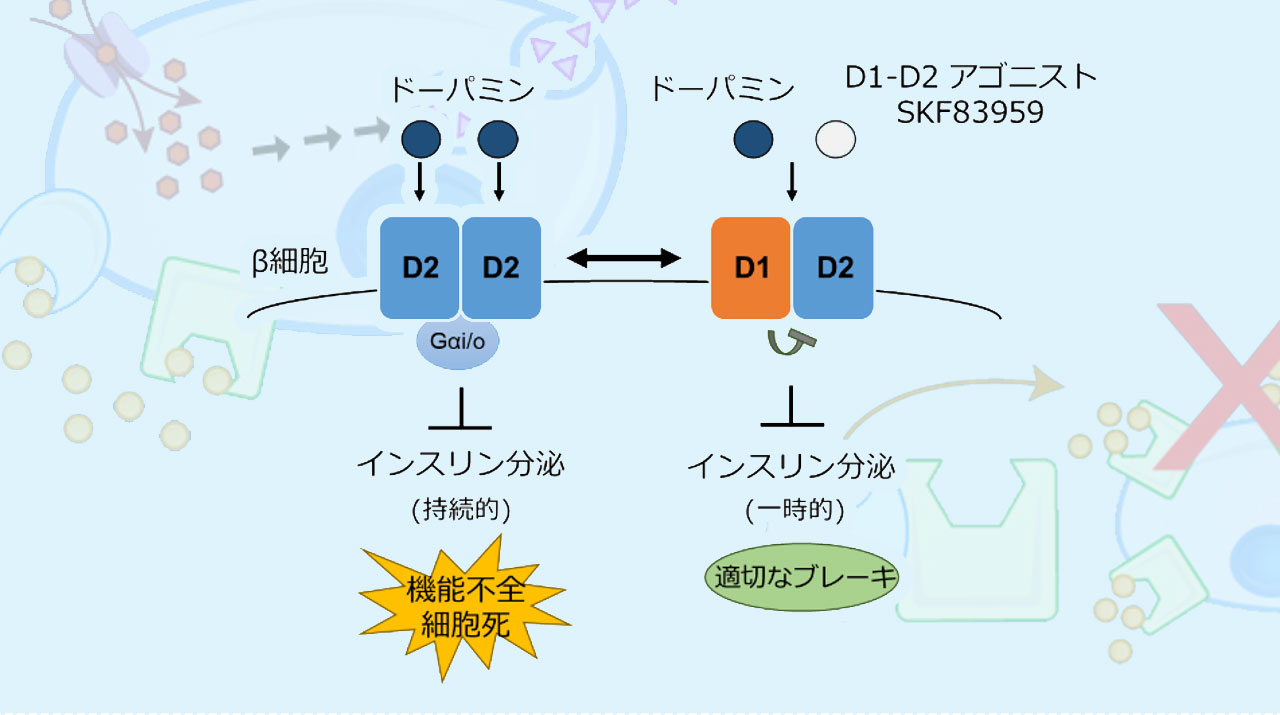 D1-D2ヘテロ多量体によるβ細胞の機能調節機構