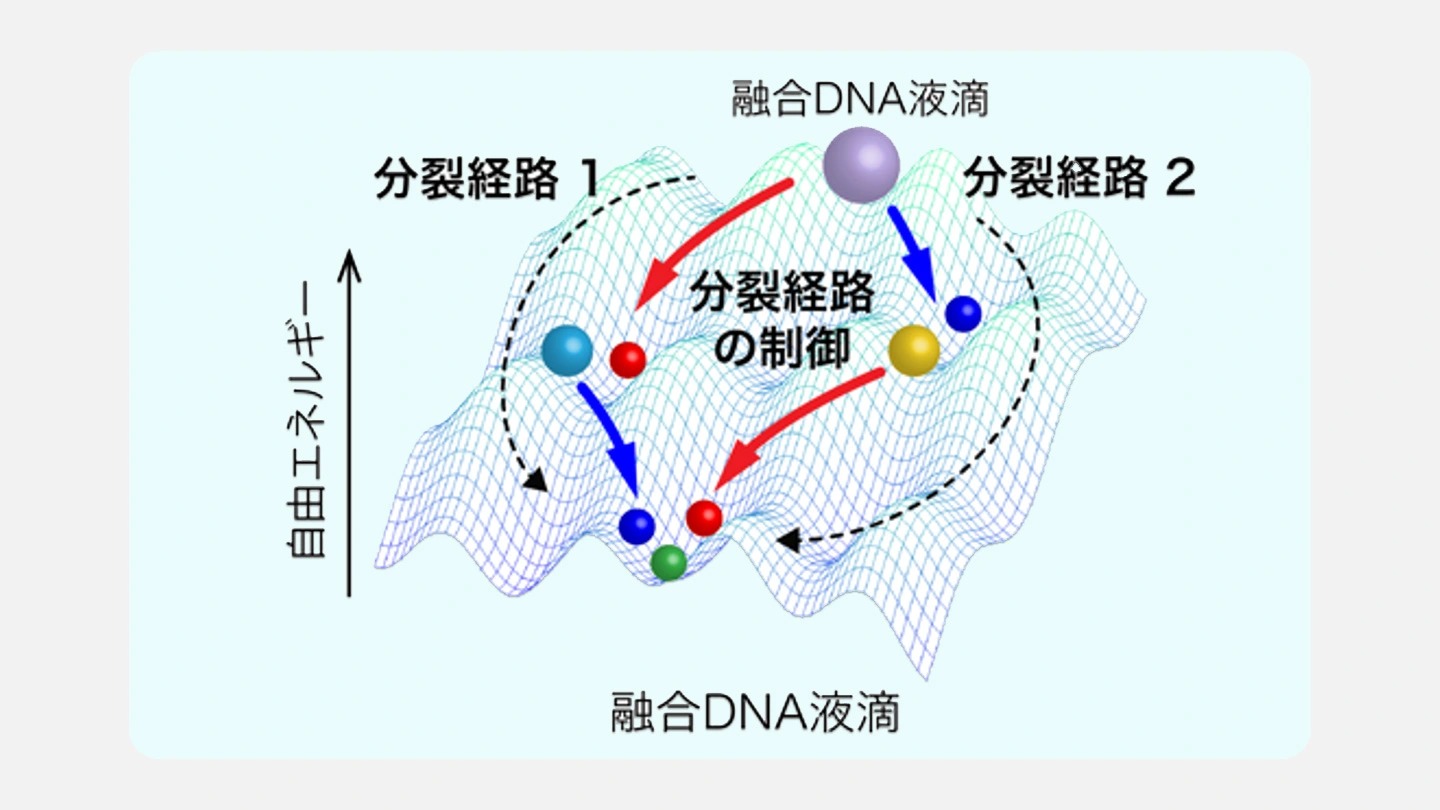 融合DNA液滴が3種類の液滴に分裂する過程の模式図