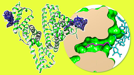 環状ペプチドのヒト血清アルブミンに対する結合様式を解明