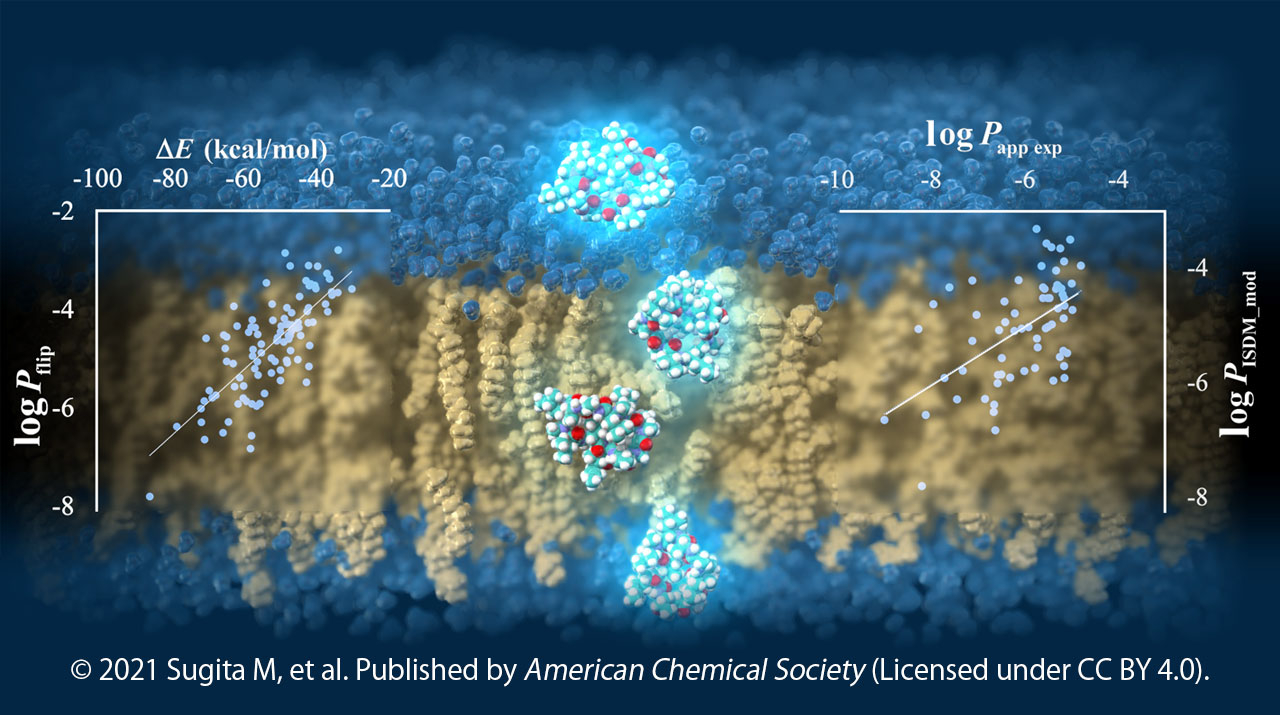 大規模分子シミュレーションによる環状ペプチドの細胞膜透過性予測法を開発
