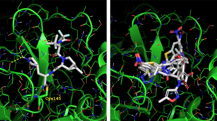 3CLプロテアーゼ阻害剤の結合様式。左：ニルマトレルビル 右：本研究で発見した6つのヒット化合物のドッキングによる予測結合様式の重ね合わせ