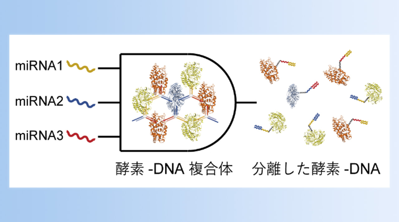 酵素-DNA複合体ネットワークによる3種マイクロRNAの同時検出