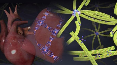 世界初！DNAオリガミを融合した分子人工筋肉を開発