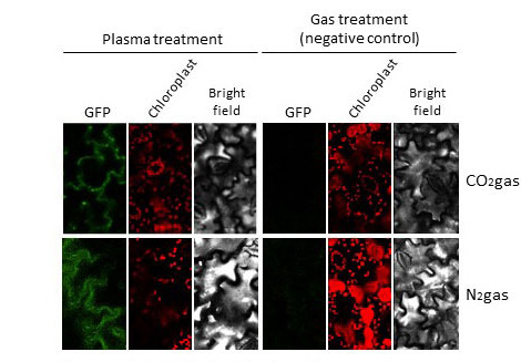 Subcellular localization of introduced green fluorescence protein (GFP) in the cells of tobacco leaves