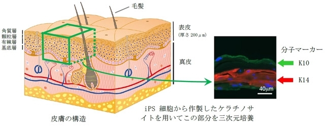 図1. 皮膚の構造とそれらを模した三次元細胞培養の概略