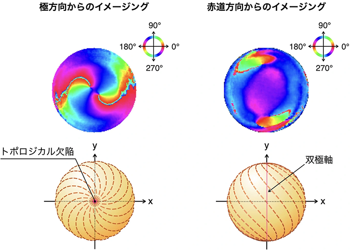 図3. 実際のねじれ双極球体1粒子に対し、その極方向（図左側）ならびに赤道方向（図右側）から撮影した直線偏光発光イメージング画像（図上側）と、そのモデル構造の模式図（図下側）。