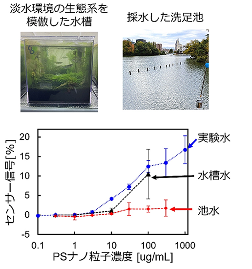 図2. （上段）淡水環境の生態系を模倣した水槽と環境水を採取した洗足池の様子。