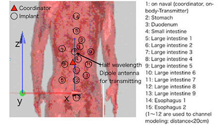 体内の電波伝搬シミュレーションとチャネルモデル マイクロ波による体組織の測定