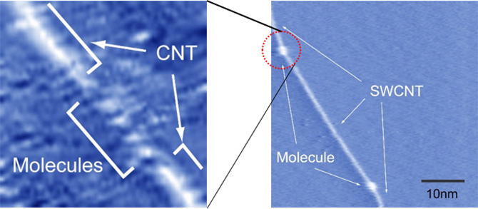 （左）分子との化学結合をもちいて2つのカーボンナノチューブをつないだ構造の走査トンネル顕微鏡像　（右）3つのカーボンナノチューブを分子でつないだ1次元量子構造