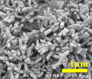 ハスの葉黒体メタマテリアルの電子顕微鏡写真