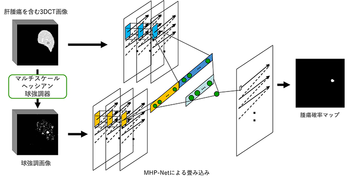 図1. 限られた学習データで正確な腫瘍セグメンテーションを可能とするMHP-Netの仕組み