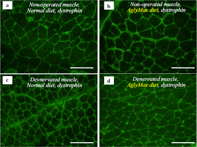 Figure 1. Effects of dietary isflavone on the fiber muscle area