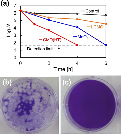 Figure 1.  (a) Antiviral activity of prepared powders against coronavirus and photographs showing the change in plaque number of coronavirus after four hours: (b) control and (c) with CMO. 