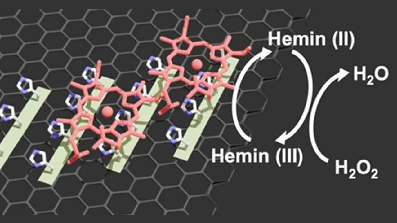 Frequency modulated AFM sheds light on how dipeptides help organize, immobilize and catalyze