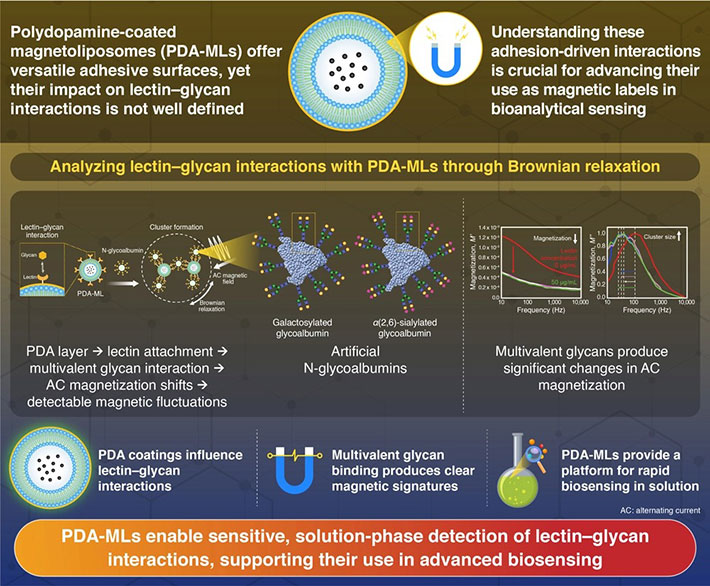 Uncovering the dynamics of sugar–protein interactions