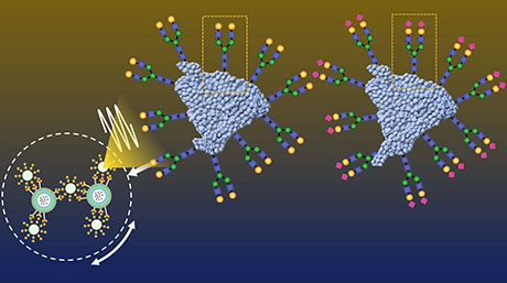 Uncovering the dynamics of sugar–protein interactions