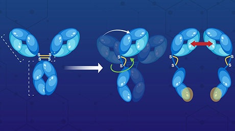Scientists identify the antibody's hinge as a structural "control hub"