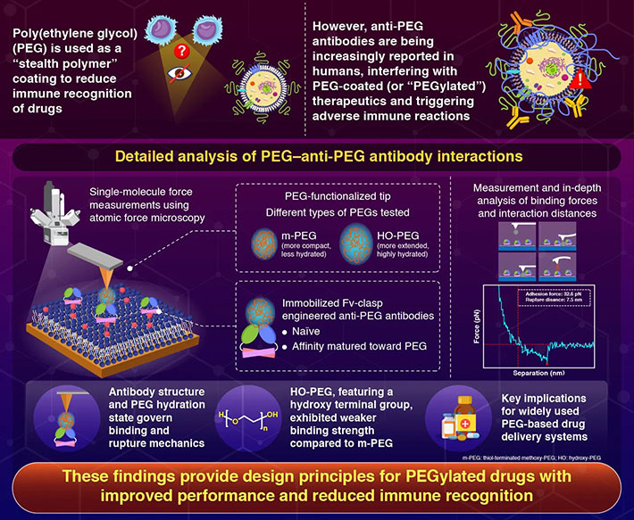 AFM-Based Single-Molecule Force Spectroscopy of PEG−Anti-PEG Antibody Interactions