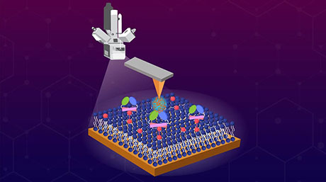Exploring how the immune system detects drugs coated with 'stealth' polymers