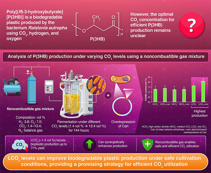 Impact of Low CO2 Concentration on Autotrophic Production of Poly[(R)‑3-hydroxybutyrate] by Ralstonia eutropha H16 and Synergistic Effect of Carbonic Anhydrase