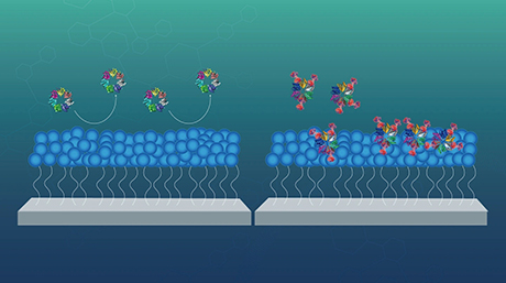Why do some proteins accumulate even on protein-resistant surfaces?