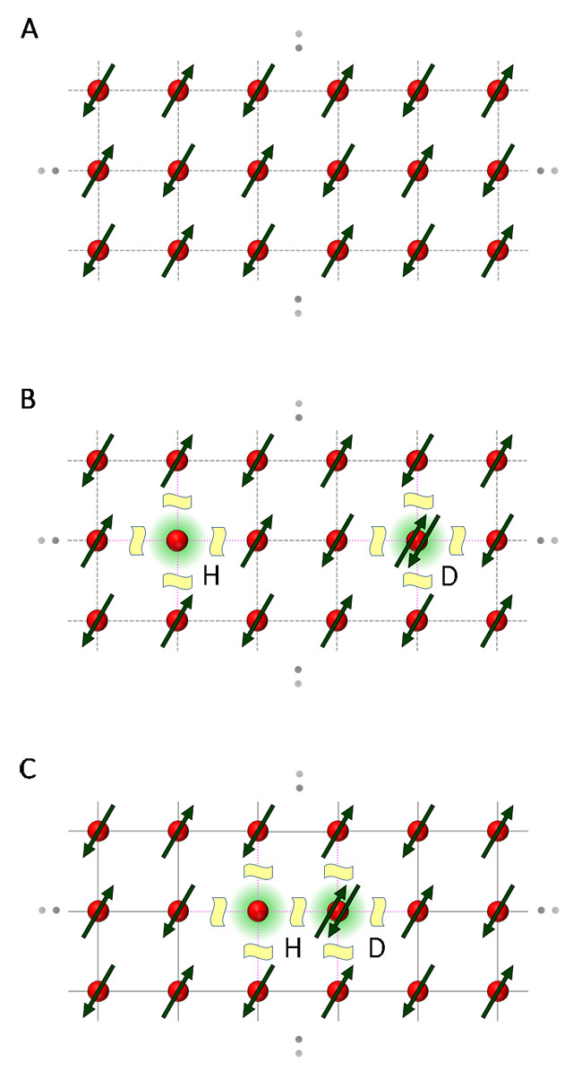 図1. 二次元モット絶縁体において、スピン間に働く反強磁性交換相互作用により生じるダブロン（D）―ホロン（H）間の引力の概念図。