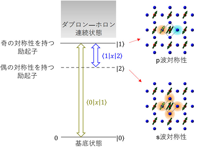 図2. 銅酸化物モット絶縁体のエネルギー準位構造と励起子の波動関数の概念図。