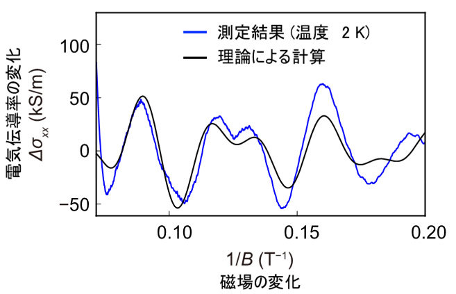 図4. SrRuO3中のワイル粒子に起因する量子振動（青線）。磁性ワイル半金属状態に起因する軌道が2種類あることに起因して、2つの振動の重ね合わせになっています。ベリー位相シフト[用語18]を考慮した理論による計算（黒線）と良い一致を示しています。