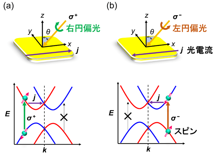 図1. 円偏光ガルバノ効果の概念図。円偏光の角運動量が電子に与えられ、スピン反転する励起が、スピン・軌道相互作用で分裂した準位間で起こる（赤と青の線は、逆向きスピンを持つバンド）。励起される光キャリアの運動量分布が非対称になるため、ゼロバイアス（外部電場を印加しない状況）下でも電流が発生する。この際、光キャリアがスピンを持つため、スピン偏極電流の発生が期待される。