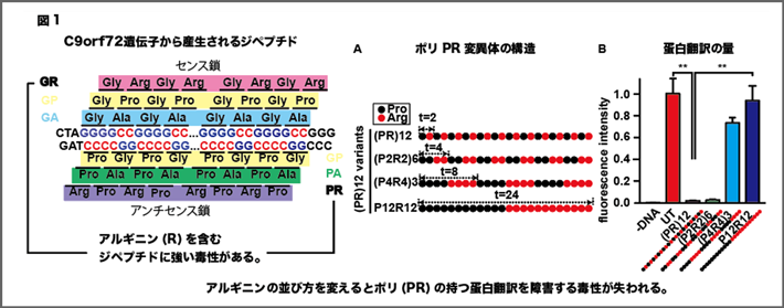 図1 アルギニンの並び方を変えるとポリ（PR）の持つ蛋白翻訳を障害する毒性が失われる。 