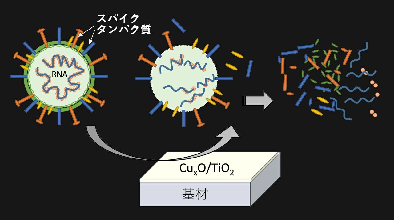 抗ウイルス材料CuxO/TiO2による新型コロナウイルス（変異株）の不活化およびそのメカニズム解明に成功