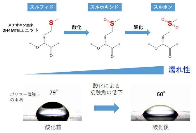 図2 メチオニン由来2H4MTBユニットの酸化 過酸化水素や過酢酸による処理でスルフィドがスルホキシドやスルホンに酸化された。 それに伴い水滴の接触角が低下し、濡れ性が向上した。