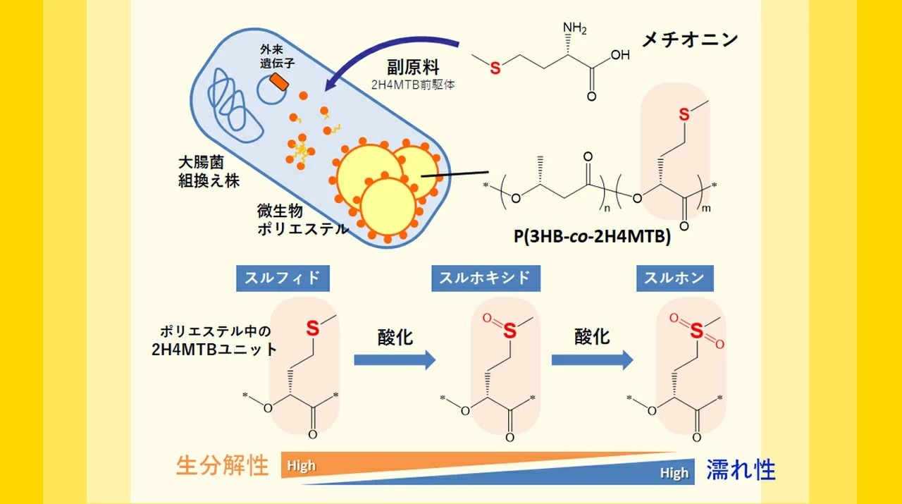 メチオニンを副原料として側鎖に硫黄を有する微生物ポリエステルを開発