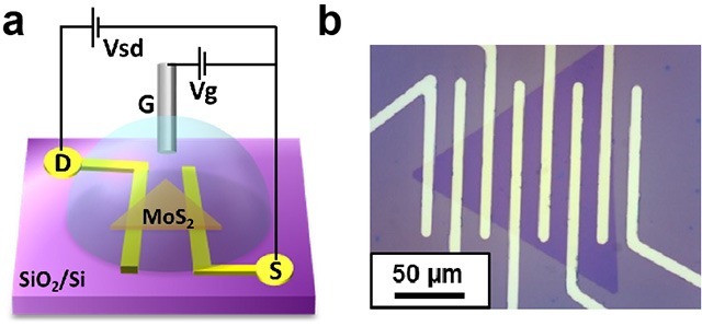 （a）MoS2電気化学トランジスタ構造の模式図。ソース電極（S）、ドレイン電極（D）、そしてゲート電極（G）からなるトランジスタ構造。ゲート電極は溶液の中に挿入されており、電気化学的にMoS2に電界を印可する。（b）その光学顕微鏡画像。正三角形の領域が単層MoS2の単結晶。白い部分が金電極。