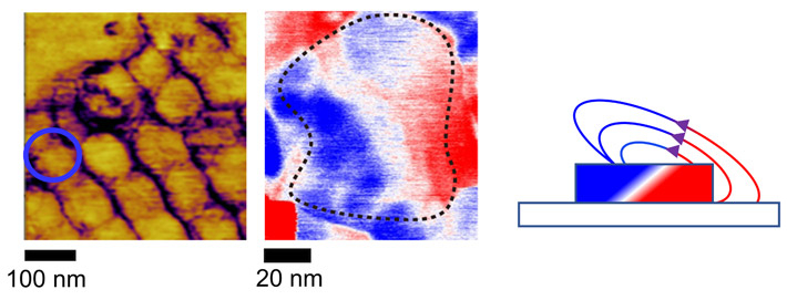 図2. （左）走査型プローブ顕微鏡によって測定したコバルト酸ビスマスのドットの電気分極像。ドットの内部が単色に見えていることから、電気分極が単一分域化していることを示唆する。（中央）左図の青丸部分のドットで取得した磁気像と、（右）横から見た模式図。1つのドットが1個の磁石の性質を持つときの見え方に合致している。