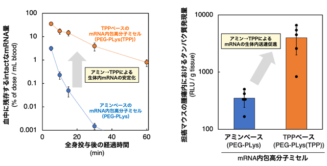 図2 アミンからTPPへの変換による全身投与したmRNAの安定化および生体内送達促進 