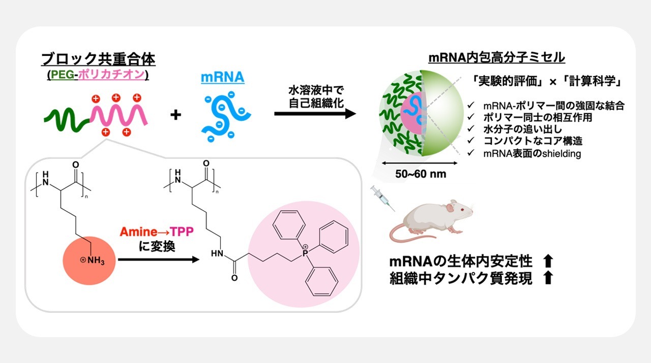 トリフェニルホスホニウムを用いた高分子ミセルによるmRNAの効率的な生体内送達