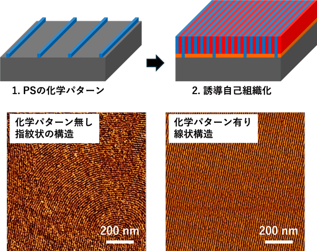 図3. 誘導自己組織化の模式図と化学パターンの有無により得られる構造の違いを示したAFM位相像（Creative commons 4.0ライセンスに基づき､掲載論文のFigure 5および7の一部を改変して転載）