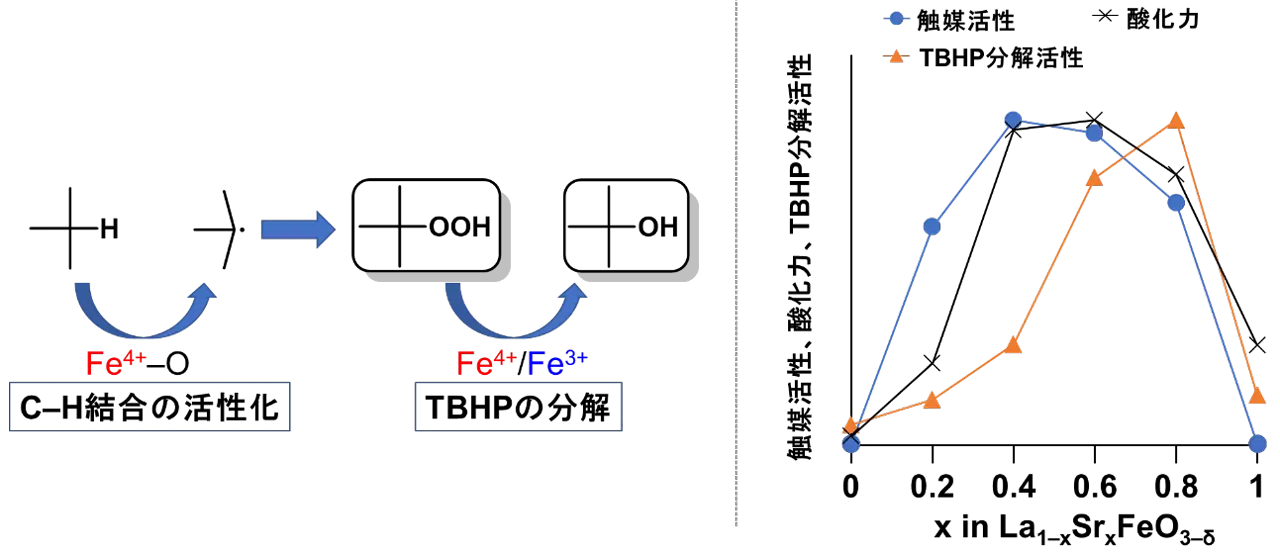 図3. イソブタンの酸化反応における推定反応機構（左）。La<sub>1–x</sub>Sr<sub>x</sub>FeO<sub>3–δ</sub>の触媒活性（80℃でのイソブタン酸化）、酸化力（昇温水素還元測定から見積もった値）、TBHPの分解活性のSr量依存性（右）。