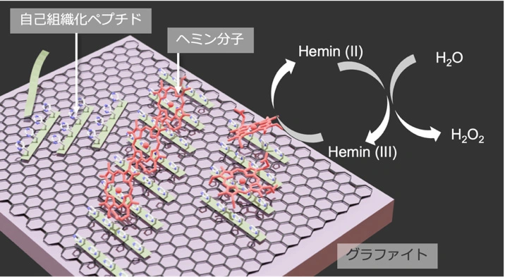 図1. グラファイト電極表面の自己組織化ペプチドに固定化されたヘミン分子と反応の模式図